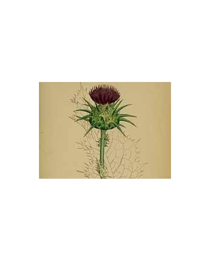 Cardo mariano foglie