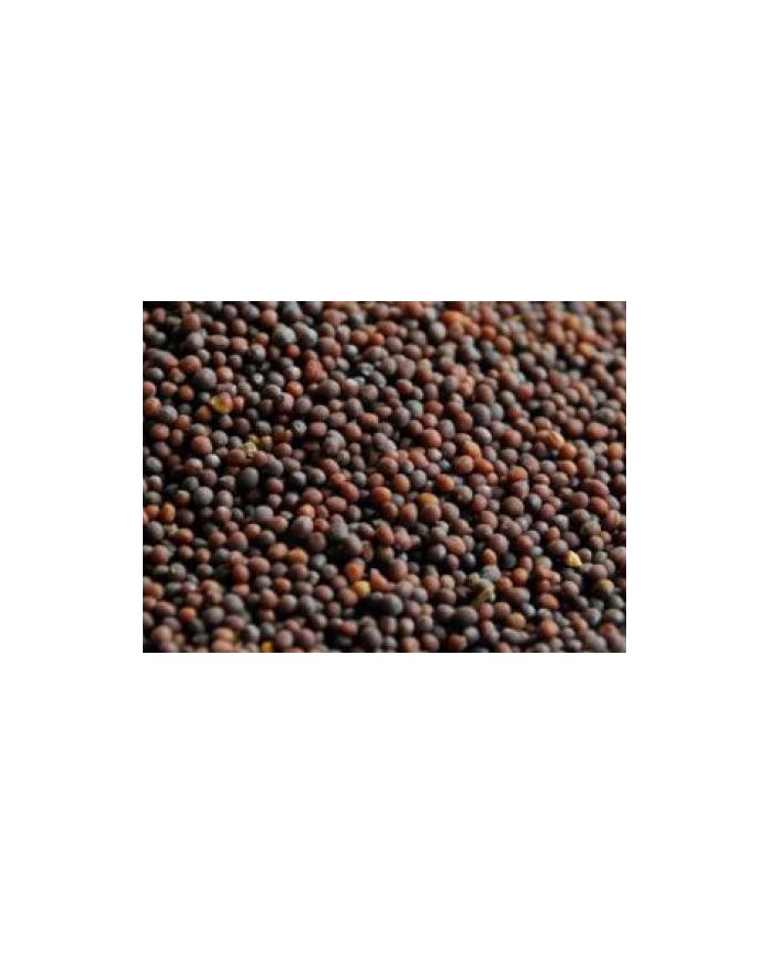 Senape nera grani o polvere