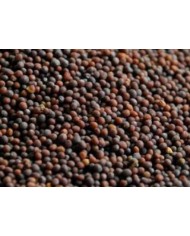 Senape nera grani o polvere