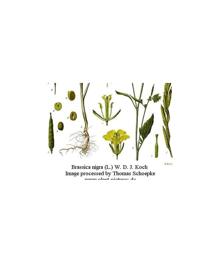 Senape nera grani o polvere