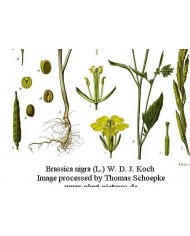 Senape nera grani o polvere