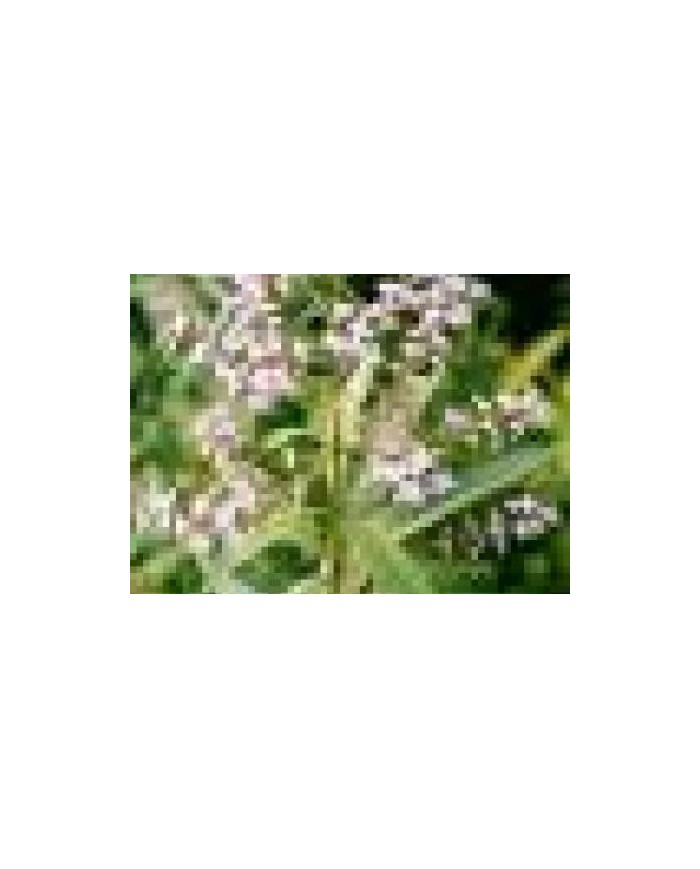 Verbena odorosa (limoncina)