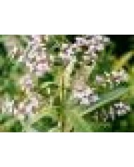 Verbena odorosa (limoncina)