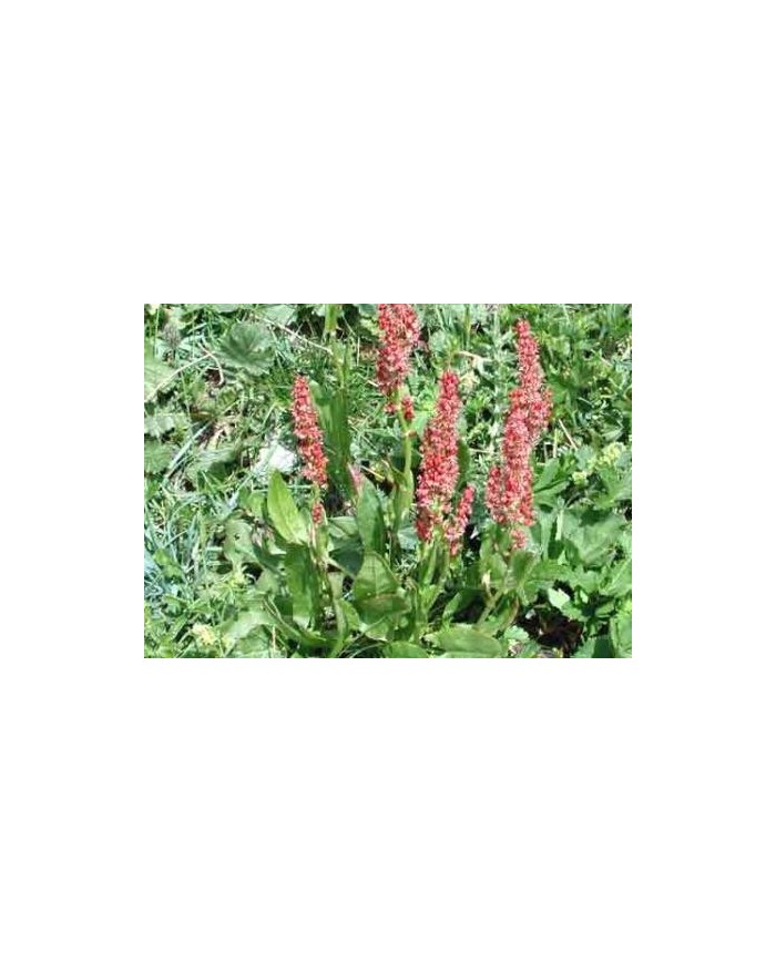 Acetosa rumex L.