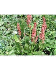 Acetosa rumex L.