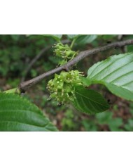 Fallax corteccia polvere - Rhamnus alpina