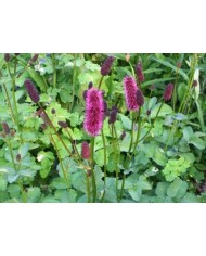 Sanguisorba - Pimpinella