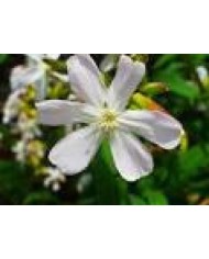 Saponaria radice