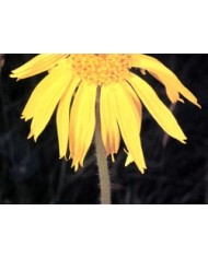 Arnica