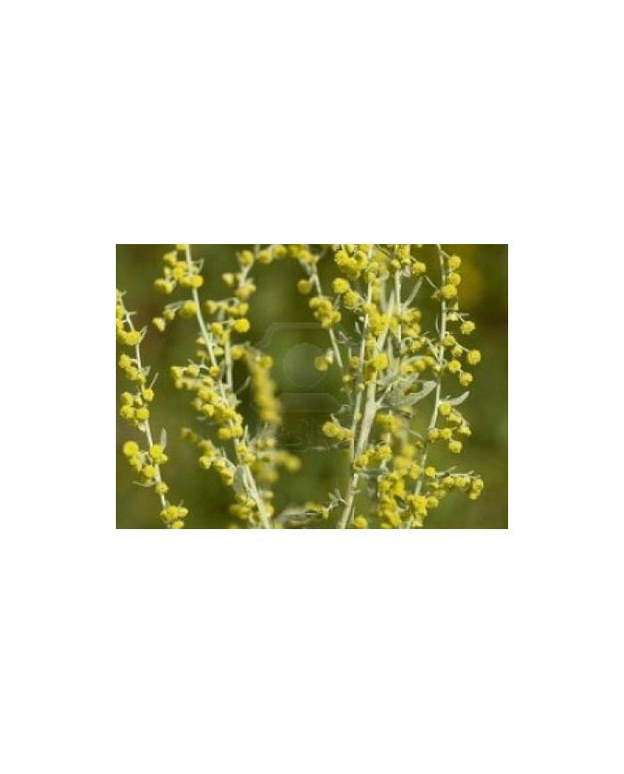 Artemisia volgare