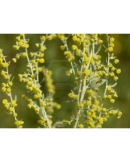 Artemisia volgare