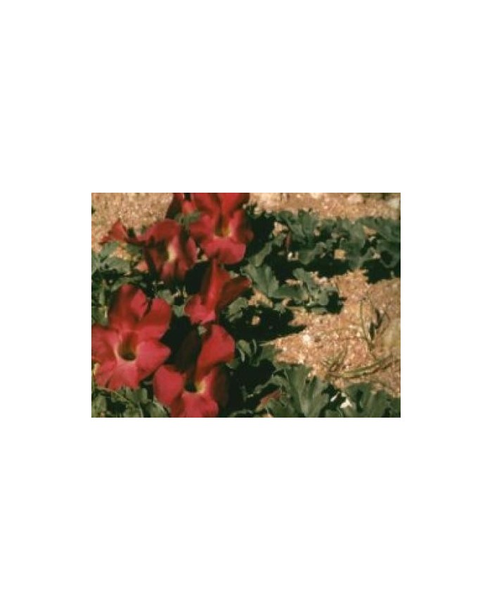 Artiglio del diavolo