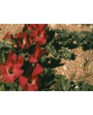 Artiglio del diavolo