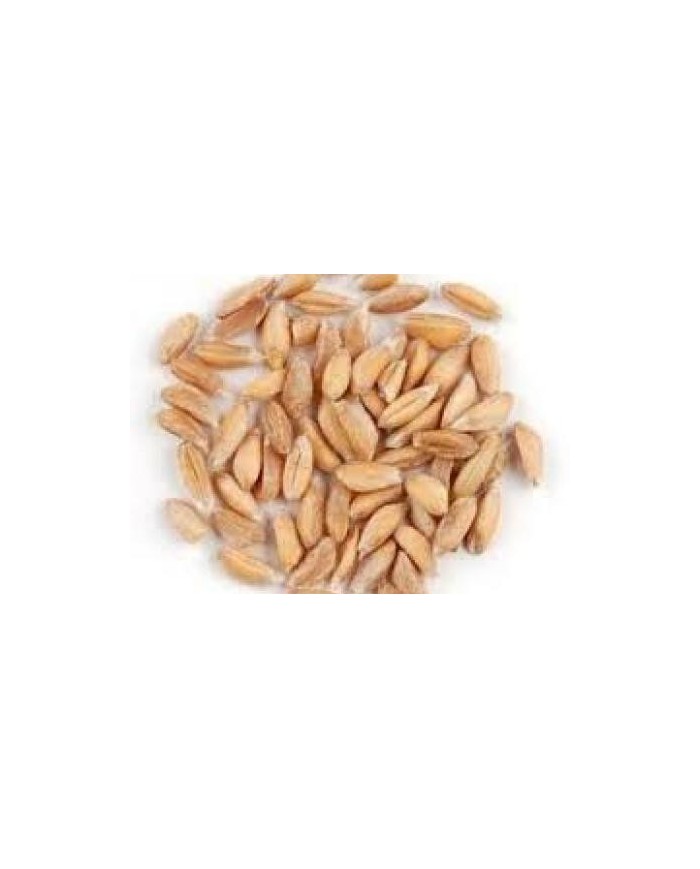 Avena BIO seme decorticato