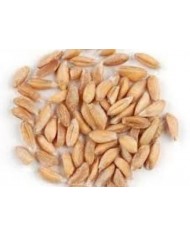 Avena BIO seme decorticato