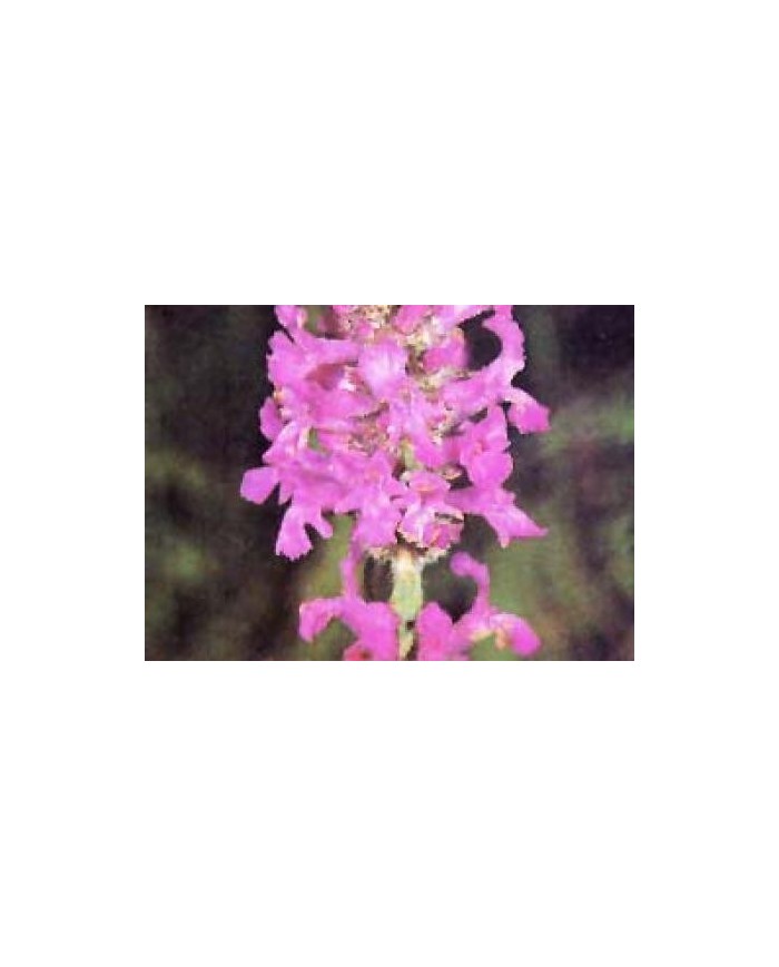 Betonica  erba Betonica  erba