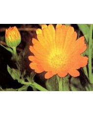 Calendula